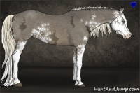 Horse Color:Liver Chestnut Ice Sabino Splash 