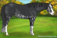 Horse Color:Black Splash and Black Splash