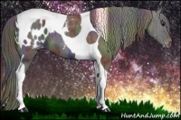 Horse Color:Nacre Black Tobiano Appaloosa  Brindle