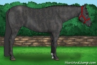 Horse Color:Black Brindle