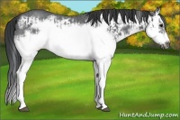 Horse Color:Blue Roan Splash Frame Rabicano  and Blue Roan Splash Frame Rabicano 