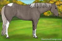 Horse Color:Silver Black Tobiano Brindle