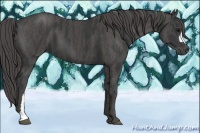 Horse Color:Black  Brindle