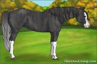 Horse Color:Black Splash Brindle