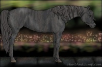 Horse Color:Black  Brindle