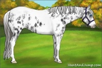 Horse Color:White Spotted Black Splash Tobiano Frame Appaloosa and White Spotted Black Splash Tobiano Frame Appaloosa