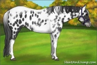 Horse Color:White Spotted Black Splash Tobiano Frame Appaloosa  and White Spotted Black Splash Tobiano Frame Appaloosa 