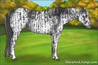 Horse Color:White Spotted Black Sabino  and White Spotted Black Sabino 