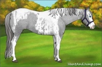 Horse Color:Black Splash Tobiano Varnish  and Black Splash Tobiano Varnish 