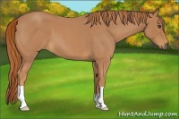 Horse Color:Unknown 