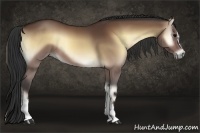 Horse Color:Bay Onyx 