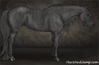 Horse Color:Black  Brindle