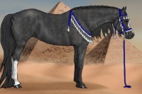 Horse Color:Black  Brindle