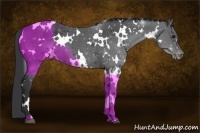 Horse Color:White Spotted Black Appaloosa 