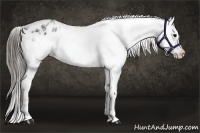 Horse Color:White Spotted Blue Roan Splash Frame Varnish Brindle