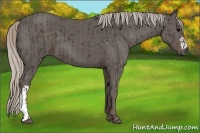 Horse Color:Silver Black  and Silver Black 