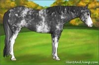 Horse Color:White Spotted Black
