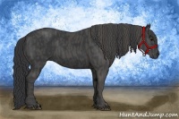 Horse Color:Black  Brindle