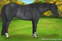 Horse Color:Black Rabicano  and Black Rabicano 