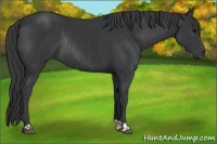 Horse Color:Black Rabicano  and Black Rabicano 