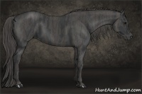 Horse Color:Black  Brindle