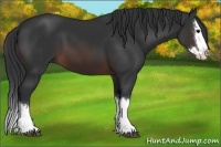 Horse Color:Brown Sabino Splash 