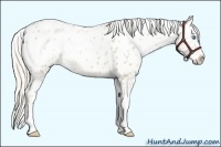 Horse Color:Palomino Pearl Sabino Appaloosa 