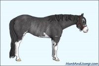 Horse Color:Smoky Black Sabino Rabicano 