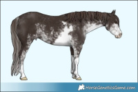 Horse Color:Liver Chestnut Sabino