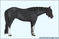 Horse Color:Black  and Black 