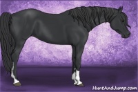 Horse Color:Black  and Black 