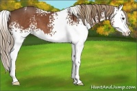 Horse Color:White Spotted Liver Chestnut Sabino Splash 