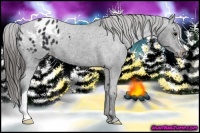 Horse Color:Black Appaloosa 