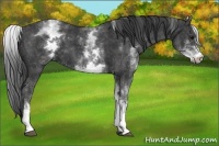 Horse Color:White Spotted Black  Brindle