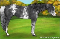 Horse Color:White Spotted Black  Brindle