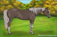 Horse Color:Silver Black and Silver Black