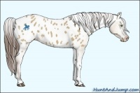 Horse Color:White Spotted Liver Red Dun Tobiano Appaloosa