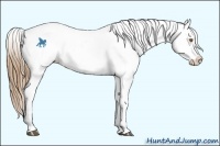 Horse Color:White Spotted Buckskin Roan Appaloosa Rabicano 