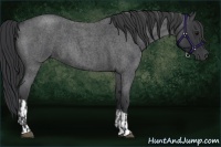 Horse Color:Blue Roan  and Blue Roan 