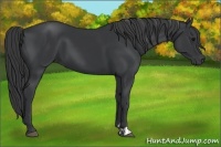 Horse Color:Black and Black