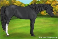 Horse Color:Black and Black