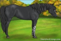 Horse Color:Black and Black