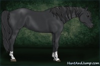 Horse Color:Black  and Black 