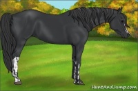 Horse Color:Black and Black