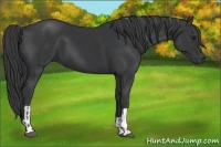 Horse Color:Black and Black