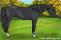 Horse Color:Black  and Black 