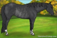 Horse Color:Black Rabicano  and Black Rabicano 