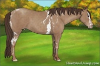 Horse Color:Classic Champagne Splash Tobiano  Brindle
