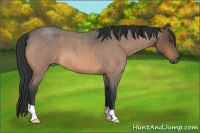 Horse Color:Buckskin Roan 