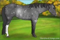 Horse Color:Smoky Black Rabicano